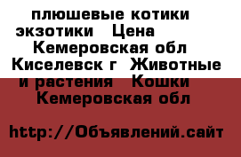  плюшевые котикиc- экзотики › Цена ­ 3 500 - Кемеровская обл., Киселевск г. Животные и растения » Кошки   . Кемеровская обл.